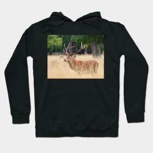 Red Deer Stag Hoodie